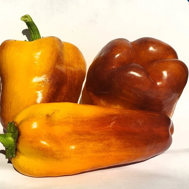 Poivron marbré ‘Blot’ bio ( Capsicum annuum ‘Blot’)