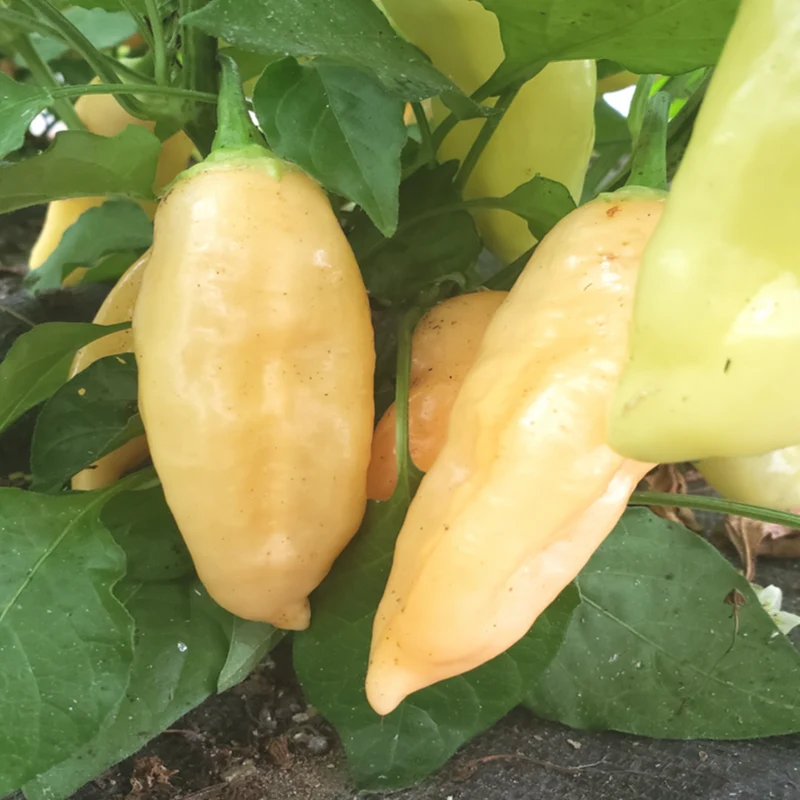 Piment fort ‘Sugar Rush Peach’ bio ( Capsicum baccatum ‘Sugar Rush Peach’)