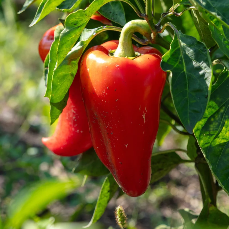 Piment ‘Paprika’ bio ( Capsicum annuum )