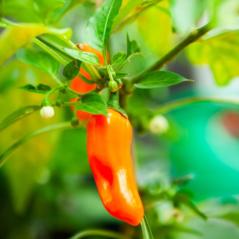 Piment fort ‘Jalapeño’ orange bio ( Capsicum annuum ‘Jalapeño Orange’)