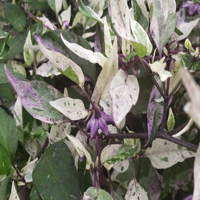 Piment fort ‘Jigsaw’ bio ( Capsicum annuum ‘Jigsaw’)