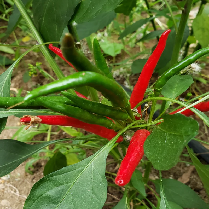 Piment fort ‘De Arbol’ bio ( Capsicum annuum )