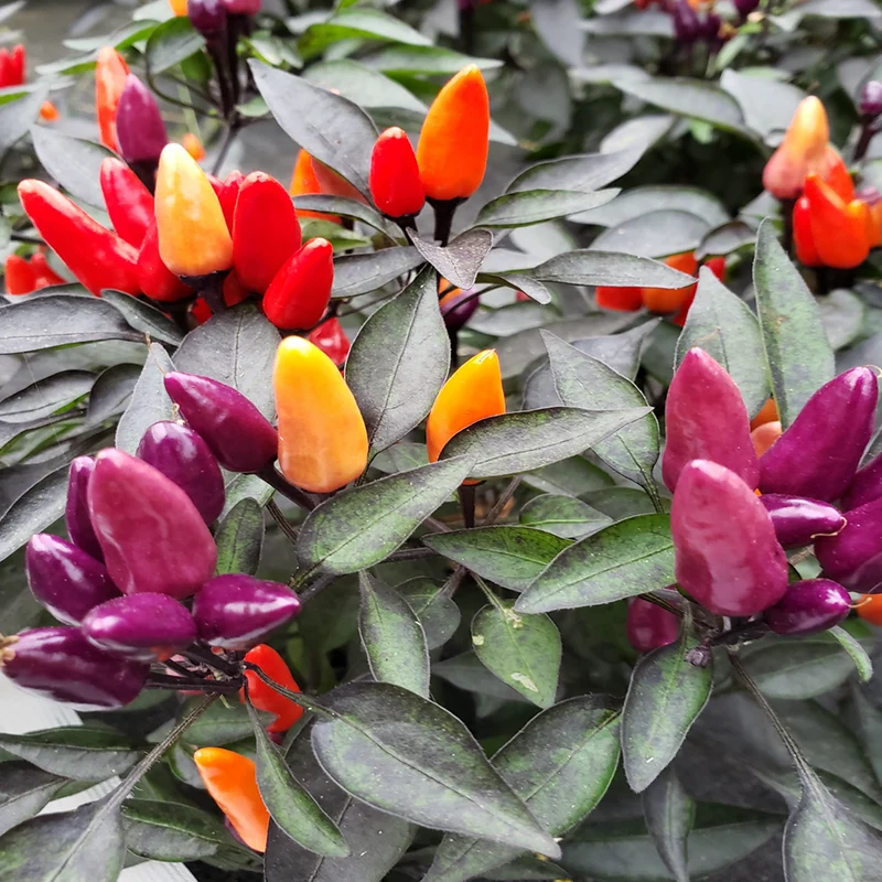 Piment fort ‘Explosive Ember’ bio ( Capsicum annuum )