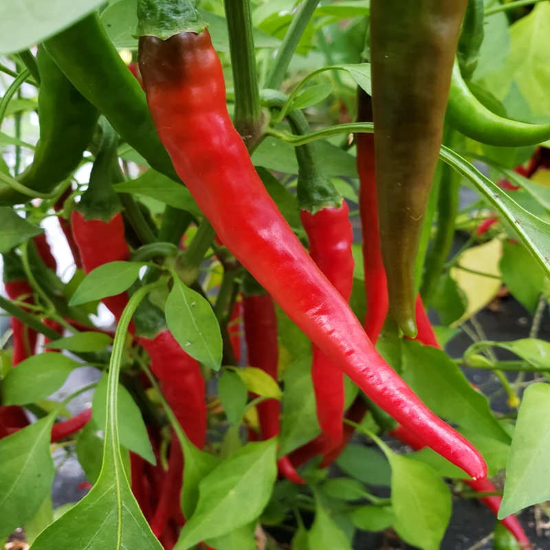 Piment fort ‘Cayenne’ bio ( Capsicum annuum )