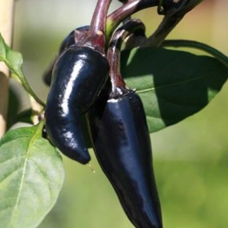 Piment fort ‘Black Hungarian’ bio ( Capsicum annuum )