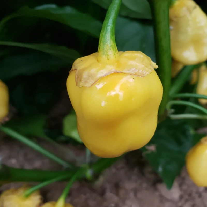 Piment fort ‘7 Pot Bubblegum’ jaune bio ( Capsicum chinense )