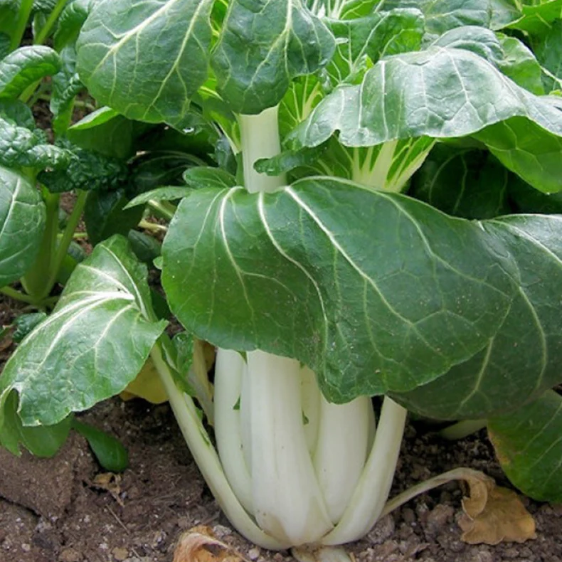 Chou chinois ‘Shanghai Pak Choï’ bio ( Brassica rapa subsp. chinensis )