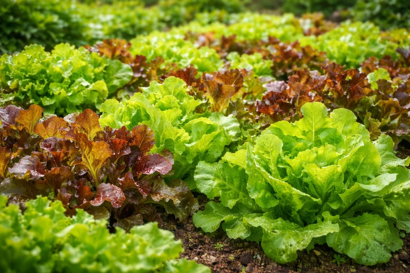 Laitue ‘Mix Gourmet’ bio ( Lactuca sativa )
