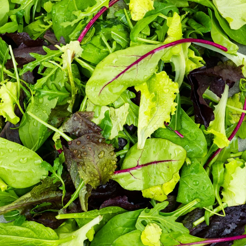 Laitue mix mesclun bio ( Lactuca sativa )