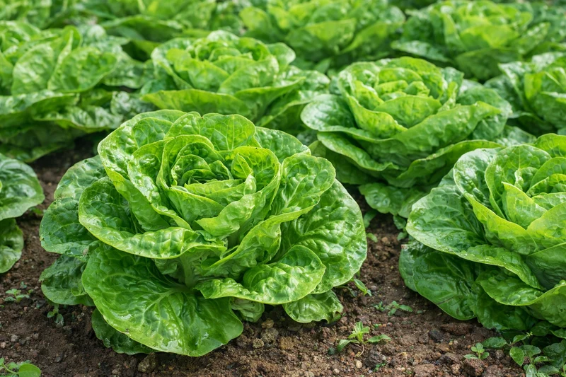 Mini-laitue romaine verte ‘Xalbadora’ bio ( Lactuca sativa )