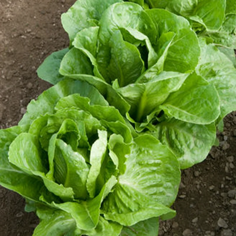 Laitue romaine verte ‘Coastal Star’ bio ( Lactuca sativa )