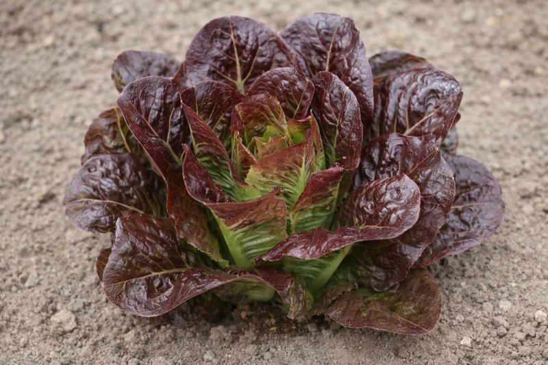 Mini-laitue romaine bronze-rouge ‘Breen’ bio ( Lactuca sativa )