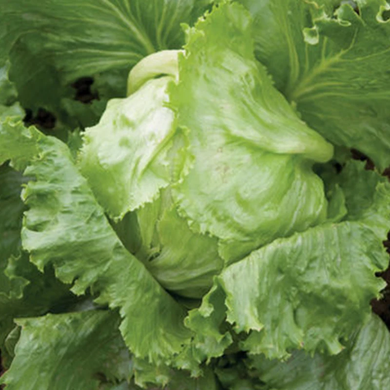 Laitue iceberg ‘Crispino’ bio ( Lactuca sativa )