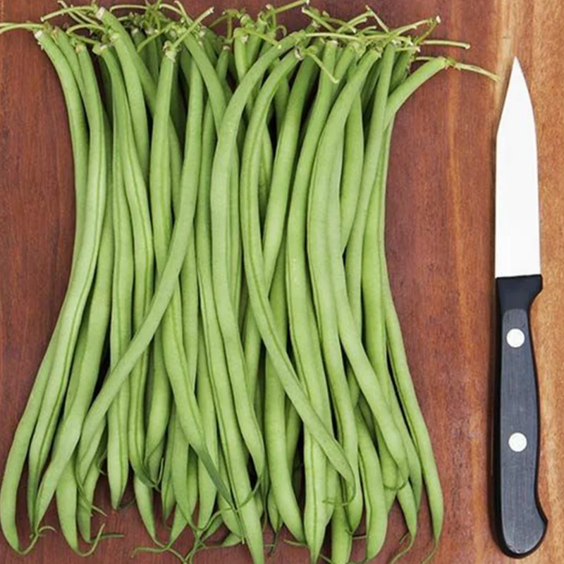 Haricot vert filet ‘Maxibel’ bio ( Phaseolus vulgaris )
