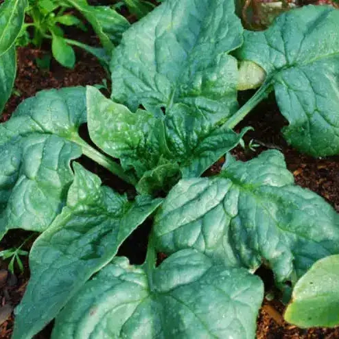 Épinard ‘Regiment F1’ bio ( Spinacia oleracea )