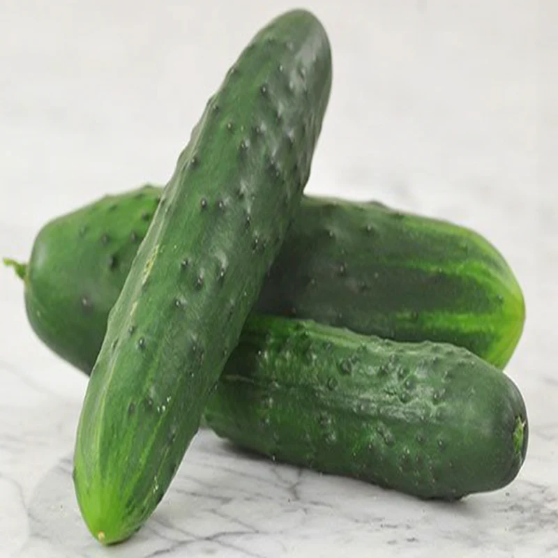 Concombre ‘Marketmore’ bio ( Cucumis sativus )