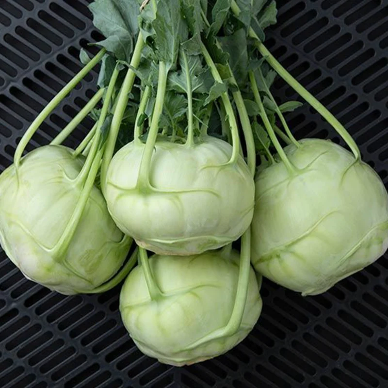 Chou-rave ‘Trero’ bio ( Brassica oleracea var. gongylodes )