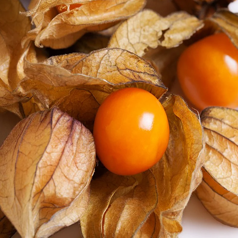 Cerise de terre ‘Aunt Molly’s’ bio ( Physalis pruinosa )