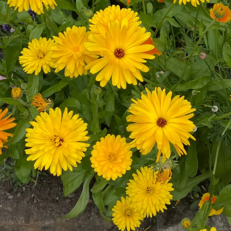 Calendula ‘Resina’ bio ( Calendula officinalis )