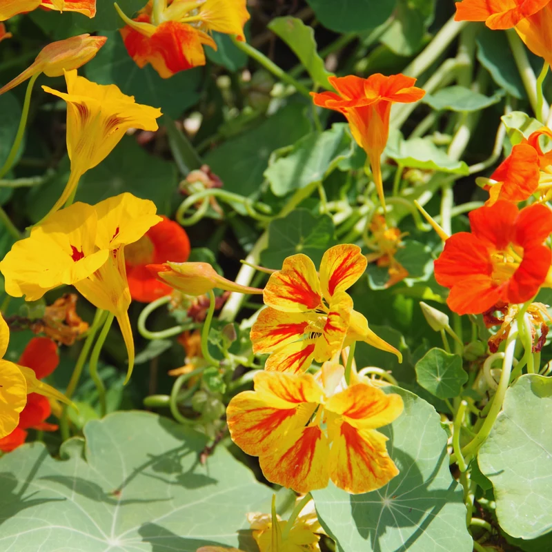Capucine en mélange ‘Kaleidoscope’ bio ( Tropaeolum majus )
