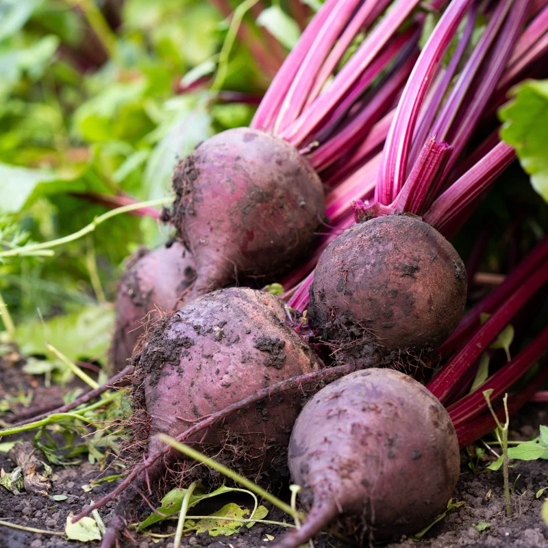 Betterave ‘Detroit’ bio ( Beta vulgaris )