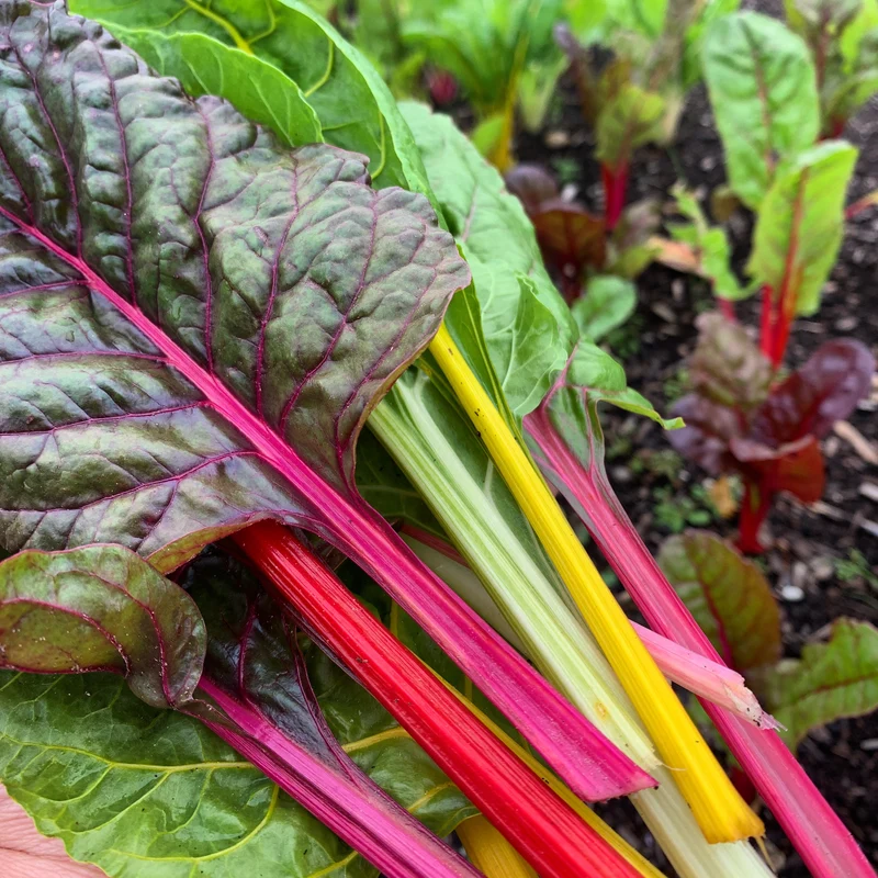 Bette à carde ‘Arc-en-ciel’ bio ( Beta vulgaris )