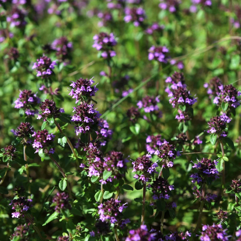 Thym d’été bio ( Thymus vulgaris )