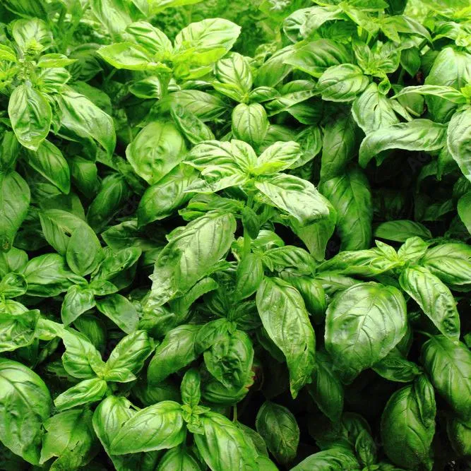 Basilic italien bio ( Ocimum basilicum )