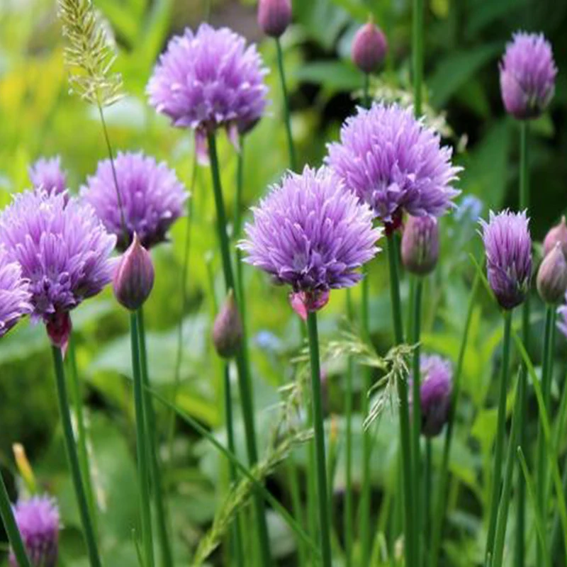 Ciboulette bio ( Allium schoenoprasum )