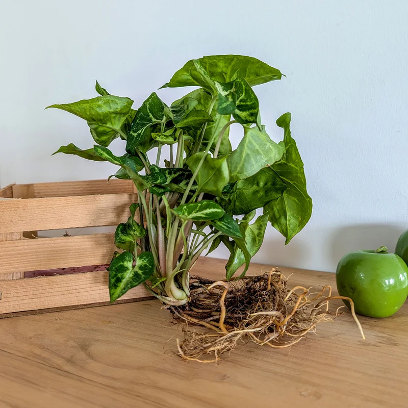 Syngonium