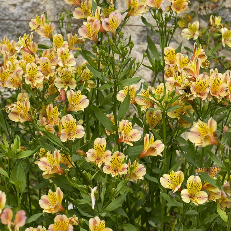 Lys des Incas - Alstroémère Majestic Layon