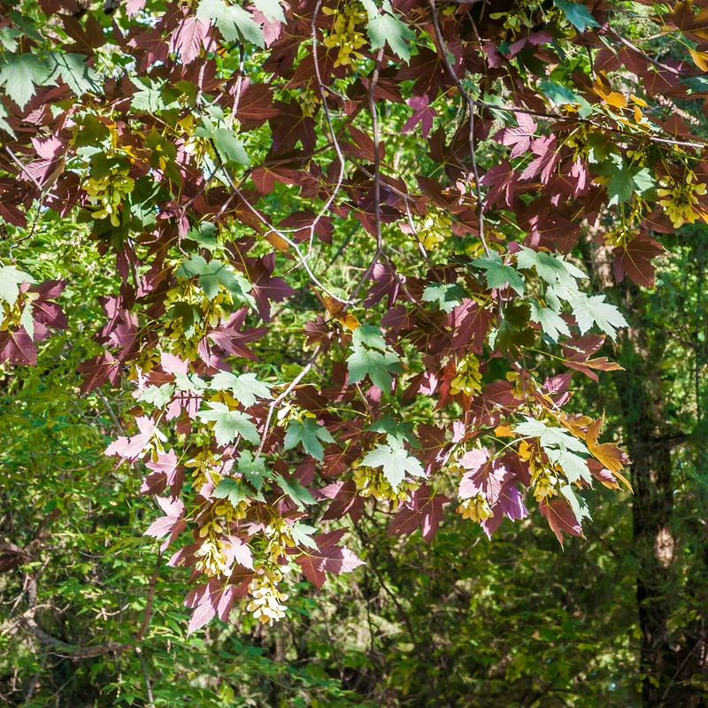 Erable sycomore Atropurpureum