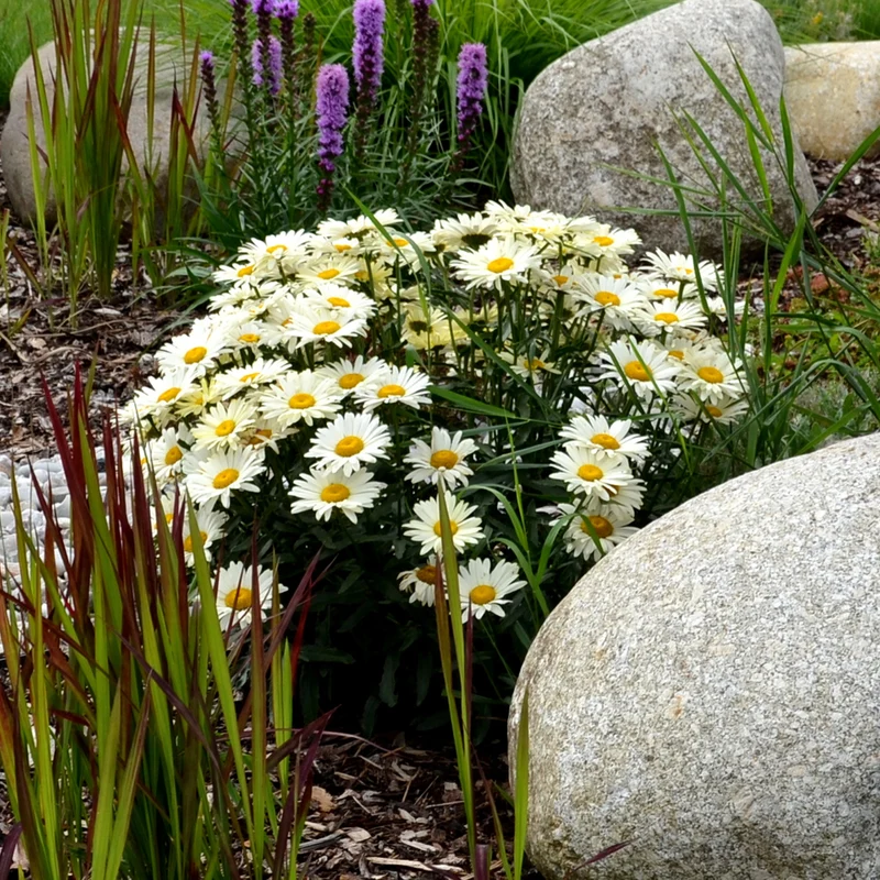 Marguerite d'été Silberprinzeschen