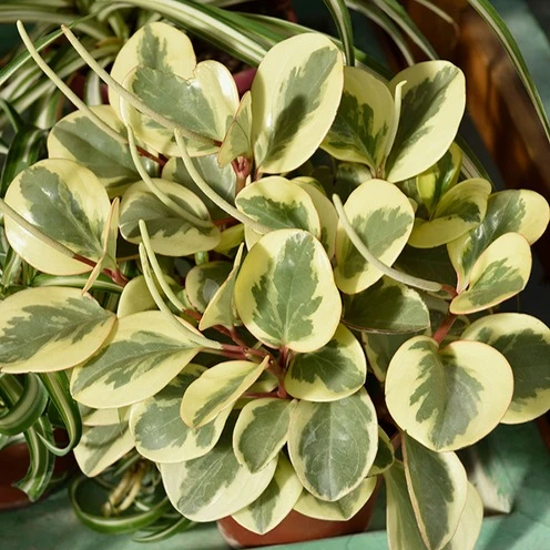Pépéromie Obtipan Bicolor