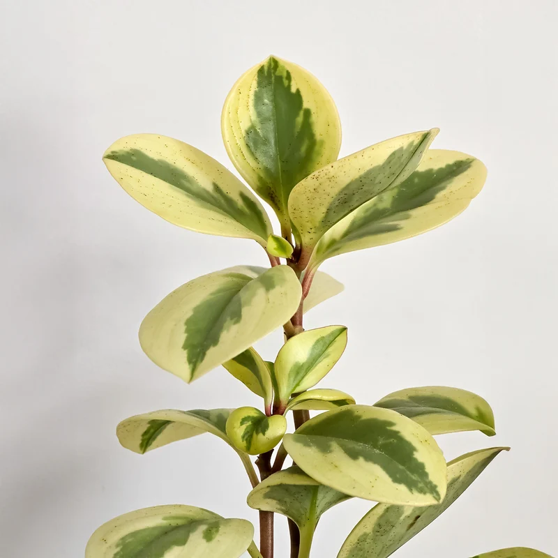 Pépéromie Obtipan Bicolor