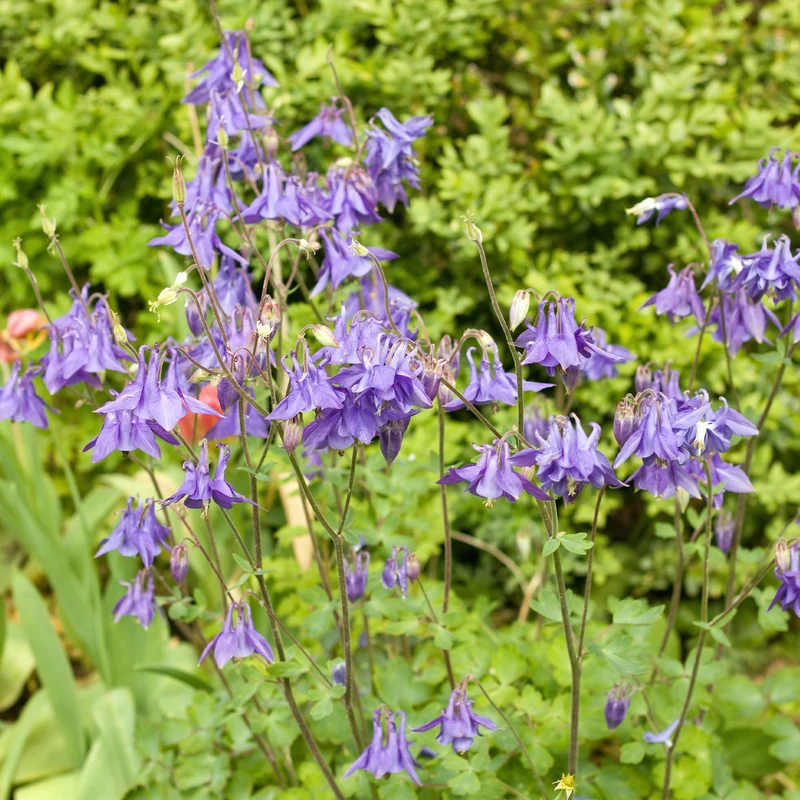 Ancolie des jardins