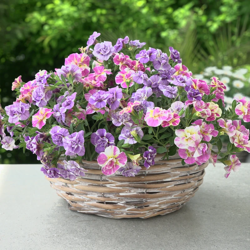 Collection de 6 Mini-pétunia Double Loopy
