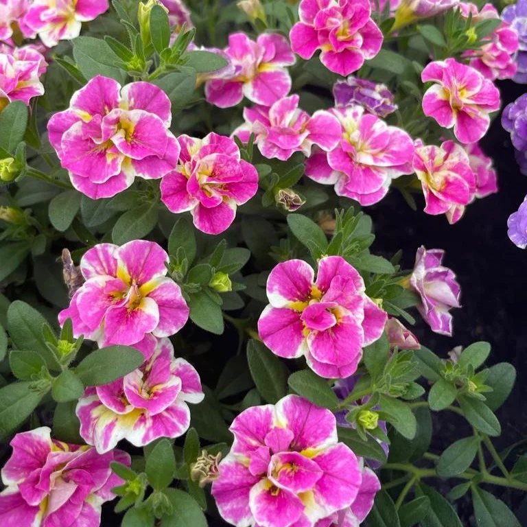 3 Mini-pétunia Double Loopy Rose