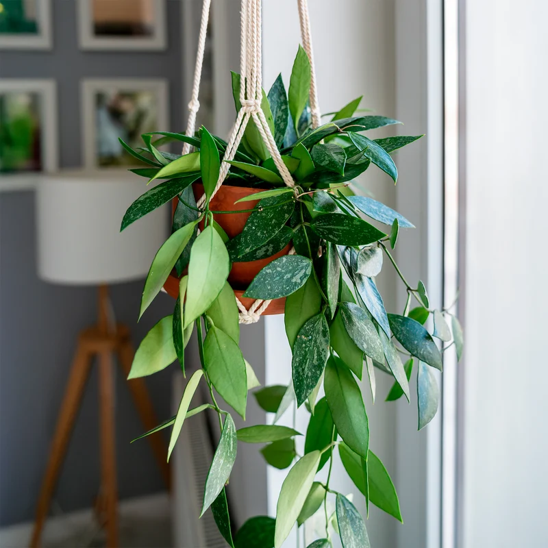 Hoya Gracilis