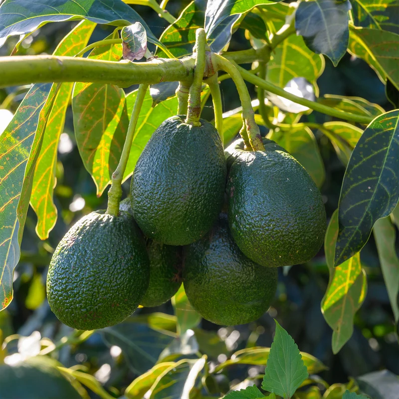 Avocatier Bacon