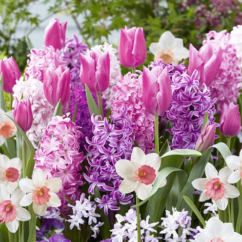35 Bulbes de fleurs Bordure Rose en mélange