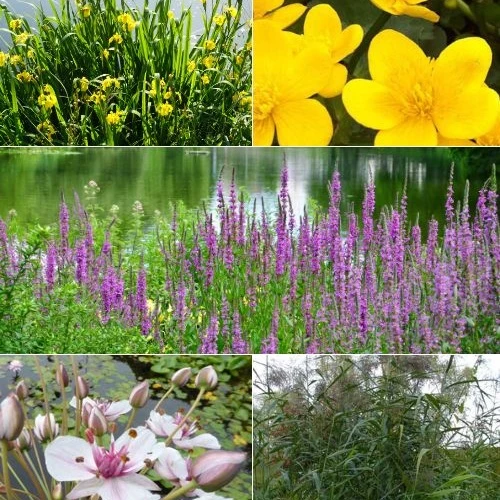 5 plantes de bassin et de berge indigènes en mélange