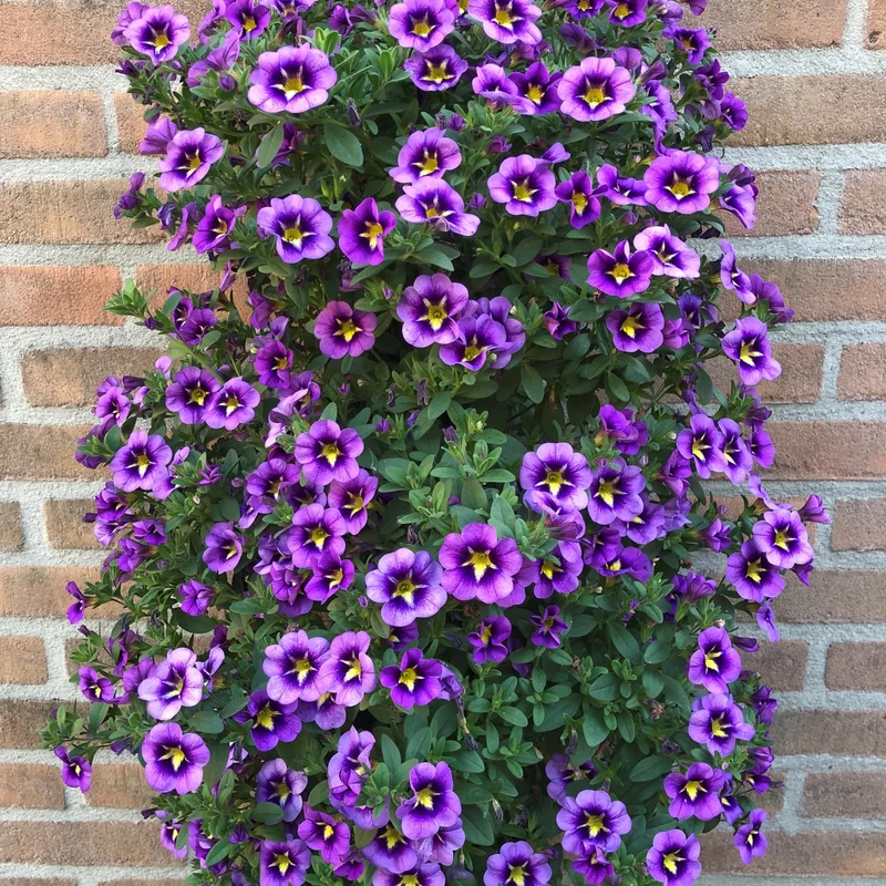 3 Mini-pétunias Bumble Bee