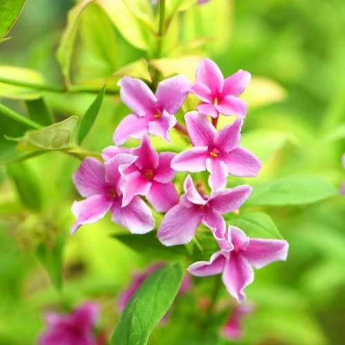 Jasmin Starry Summer Scent