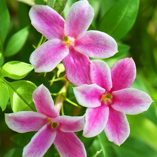 Jasmin Starry Summer Scent