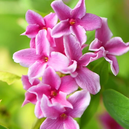 Jasmin Starry Summer Scent
