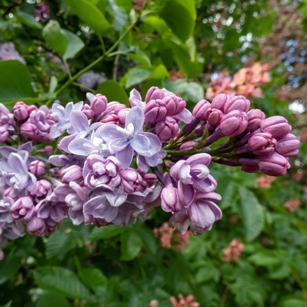 Lilas double bleu