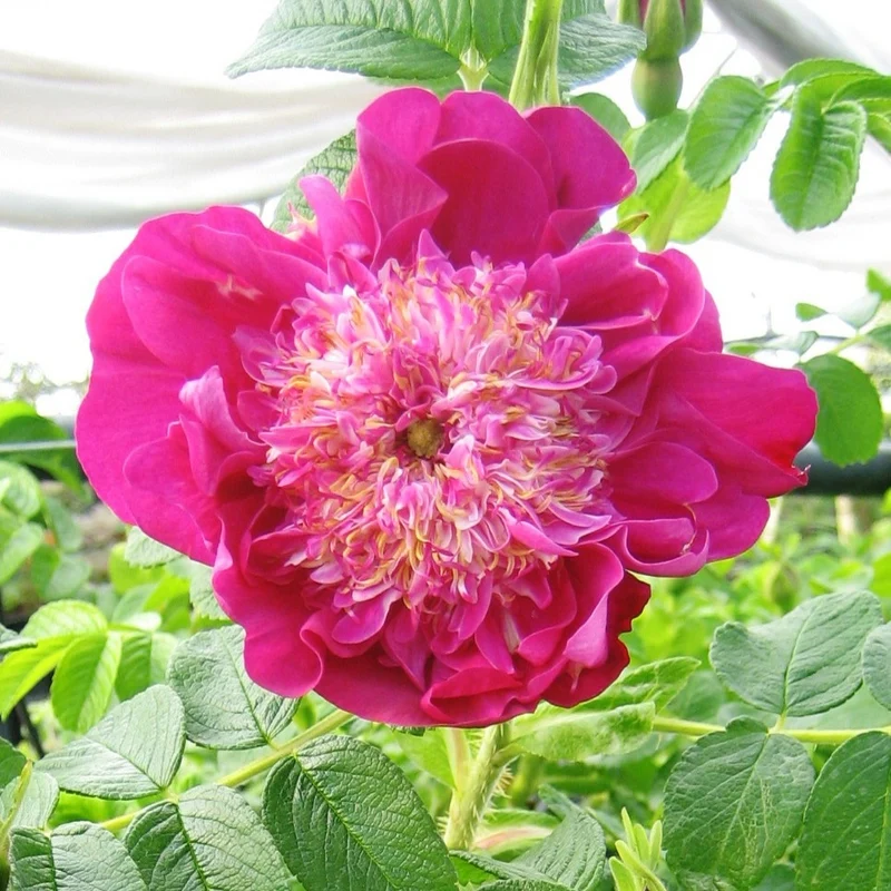 Rosier Pompom Perfume ® pivoine