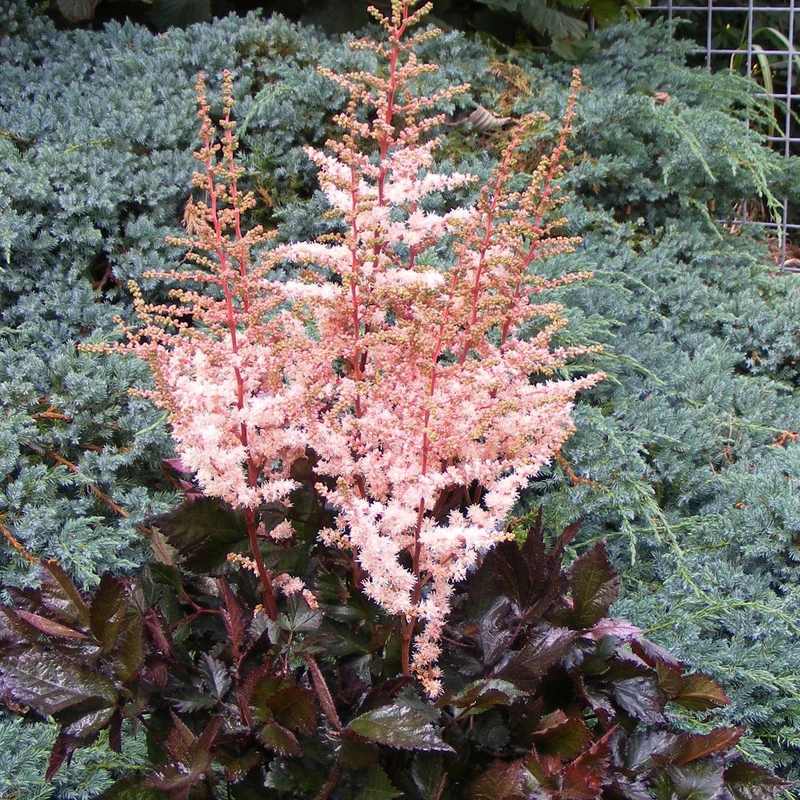 Astilbe Spotlight