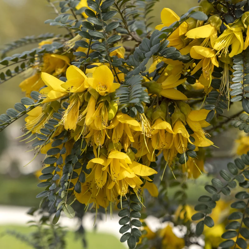 Sophora à petites feuilles Sun King